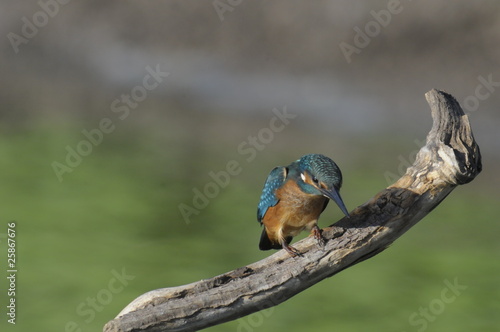 The Common Kingfisher (Alcedo atthis) photo