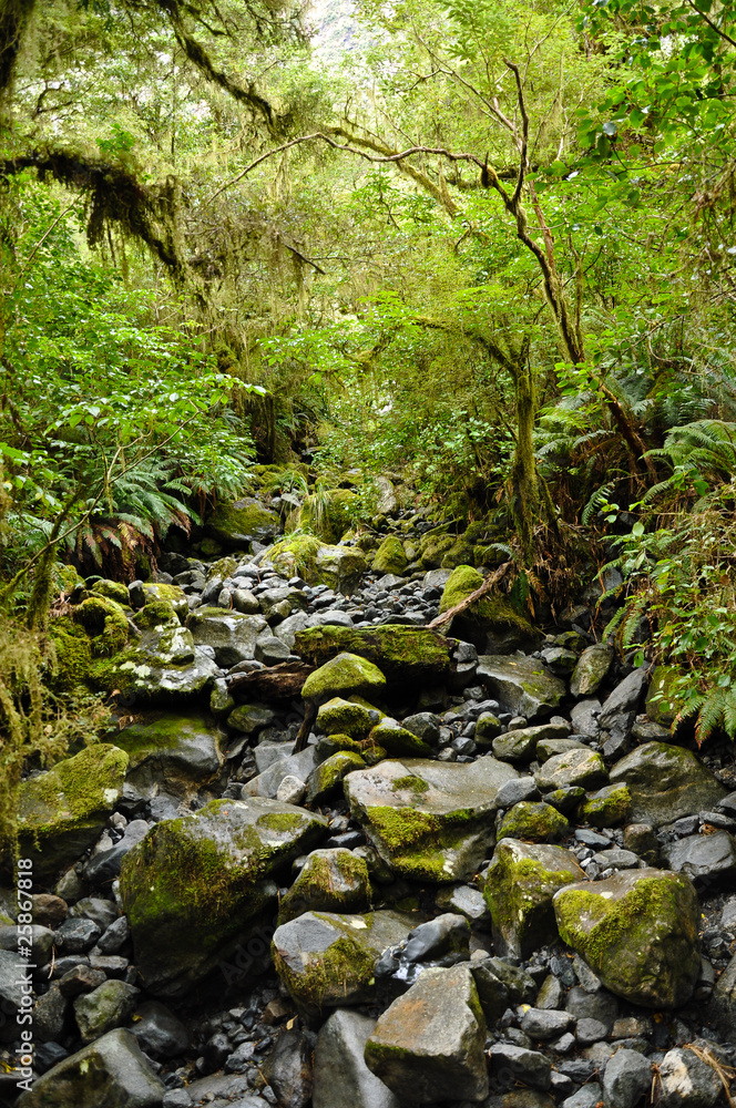 Fototapeta premium Rain Forest