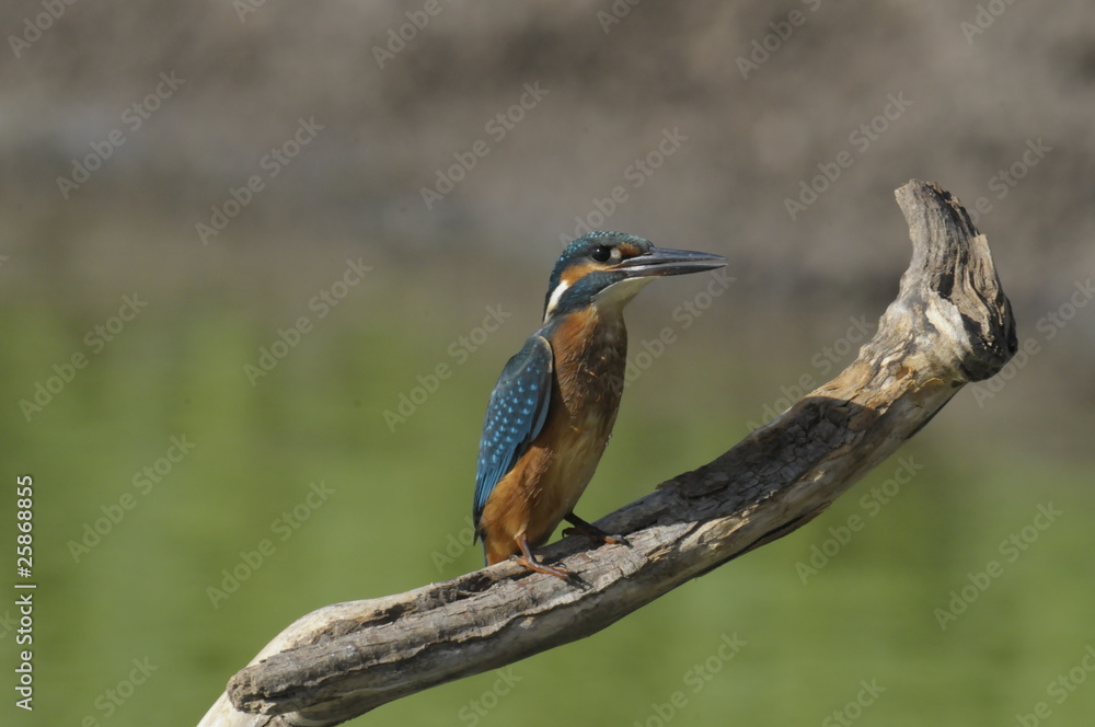 The Common Kingfisher (Alcedo atthis) The Common Kingfisher (Alcedo atthis)