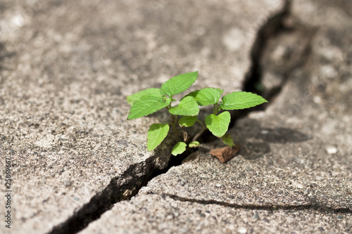 weed growing through crack in pavement photo