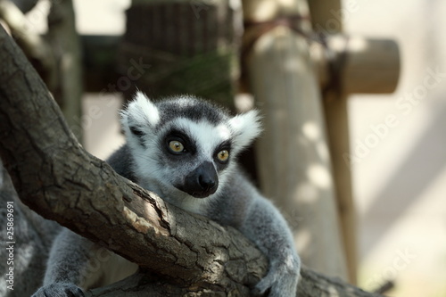 ワオキツネザル (東京・上野動物園) photo