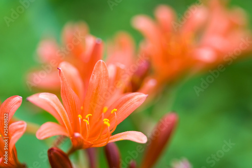 キツネノカミソリの花