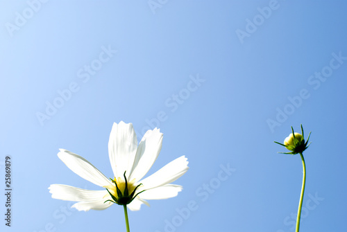 白いコスモスの花と空