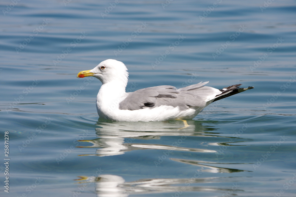 Seagull in the sea