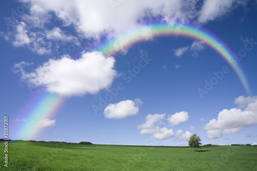 草原の一本の木と虹