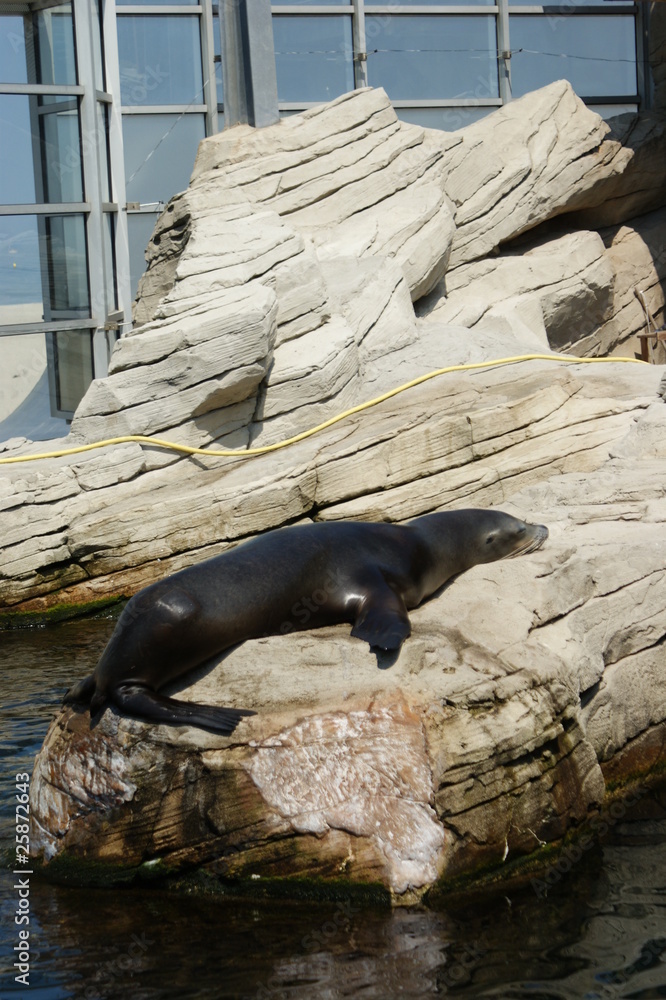 Fototapeta premium Lion de mer (Otarie) en train de dormir