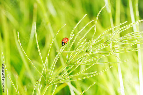 Ladybug