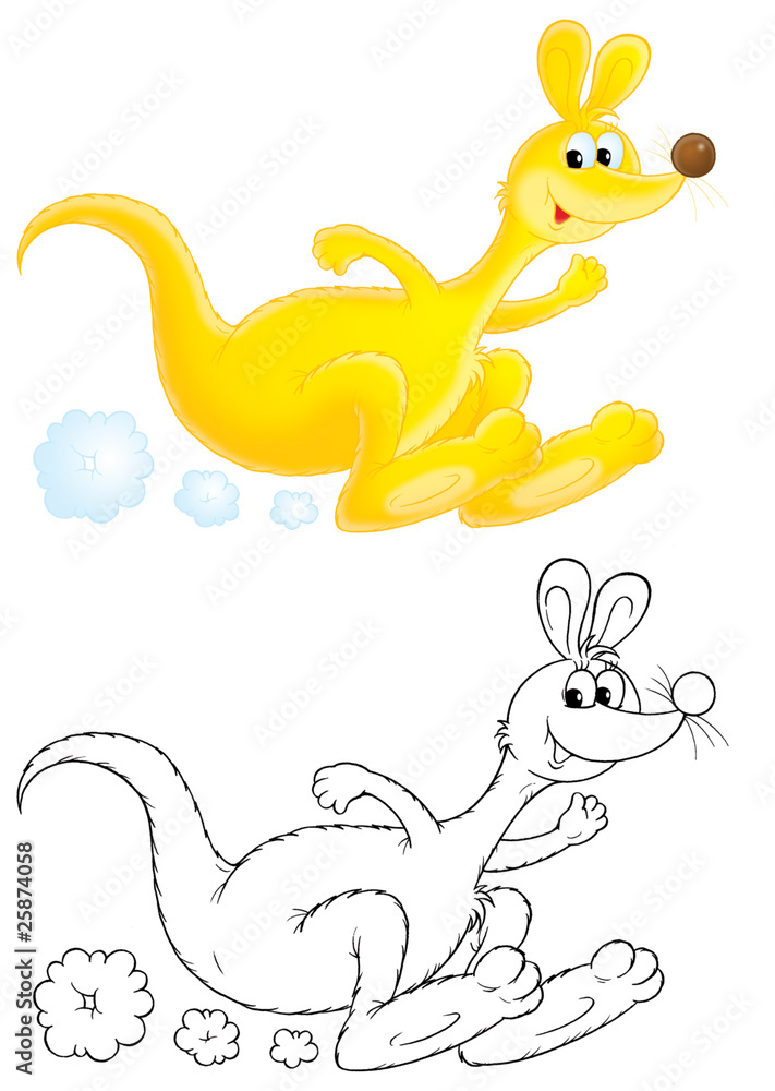 Obraz premium Kangaroo