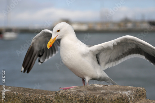 sea bird seagull © gsmcity