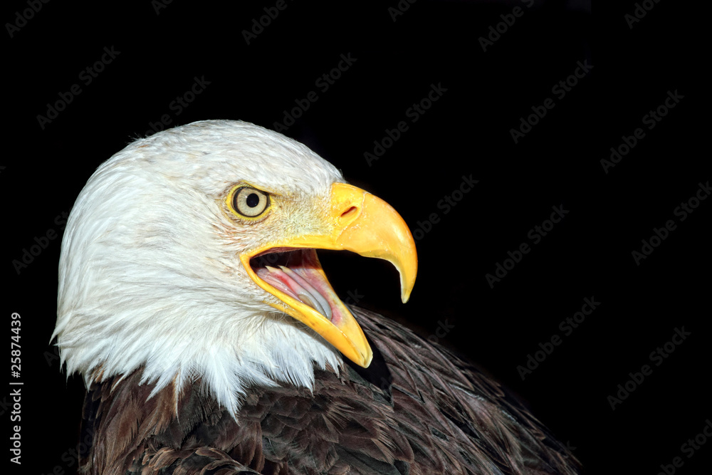 Obraz premium Portrait of an american bald eagle