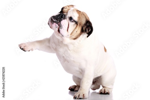 englische Bulldogge gibt Pfötchen © fotowebbox