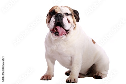 englische Bulldogge sitzend