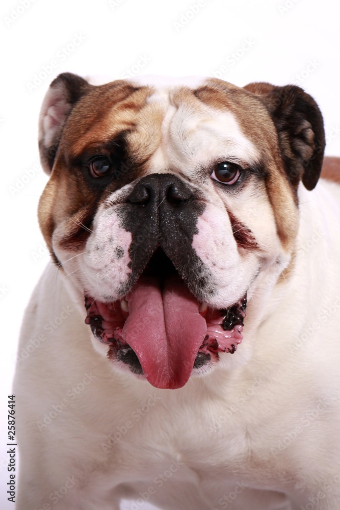 englische Bulldogge Portrait