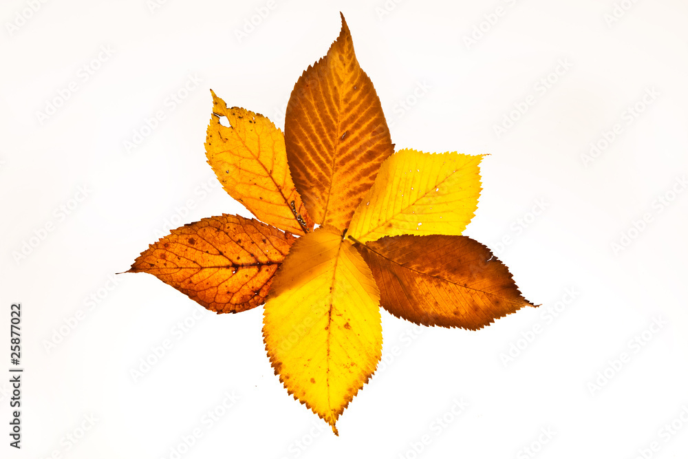 autumn leaves autumn leaves