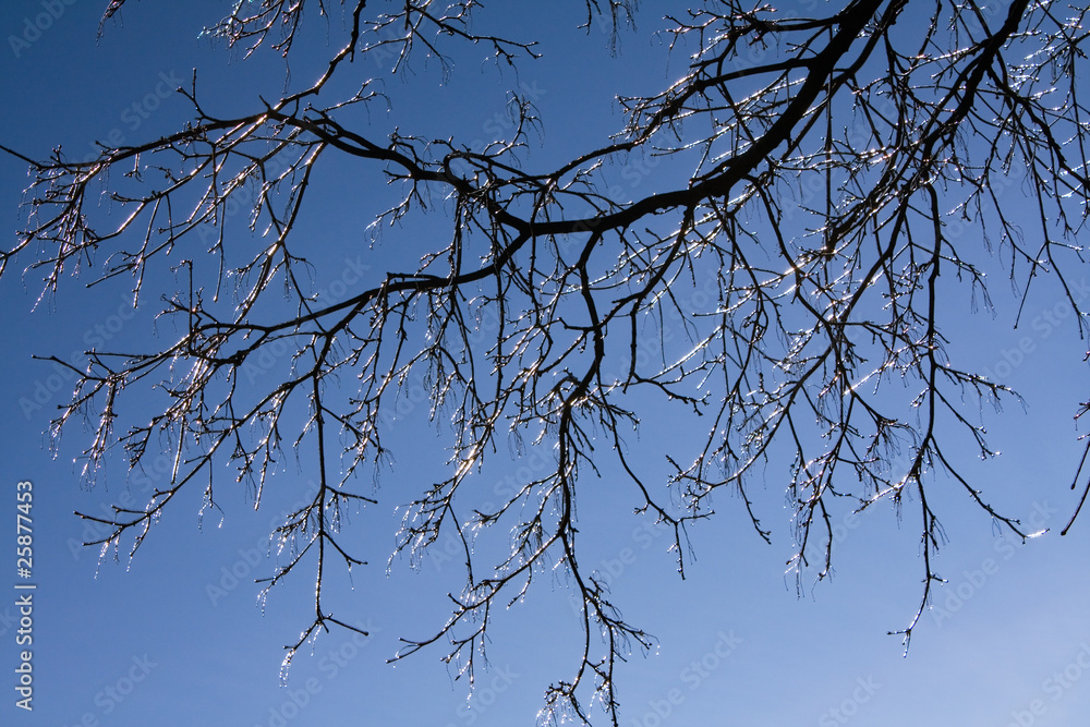 Obraz premium Icy tree