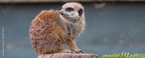 Εκτύπωση καμβά meerkat