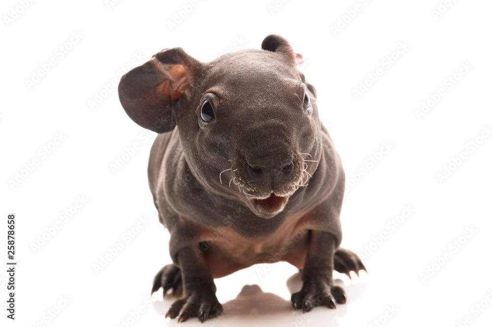 skinny guinea pig skinny guinea pig