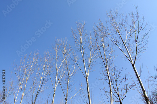 poplar trees in winter