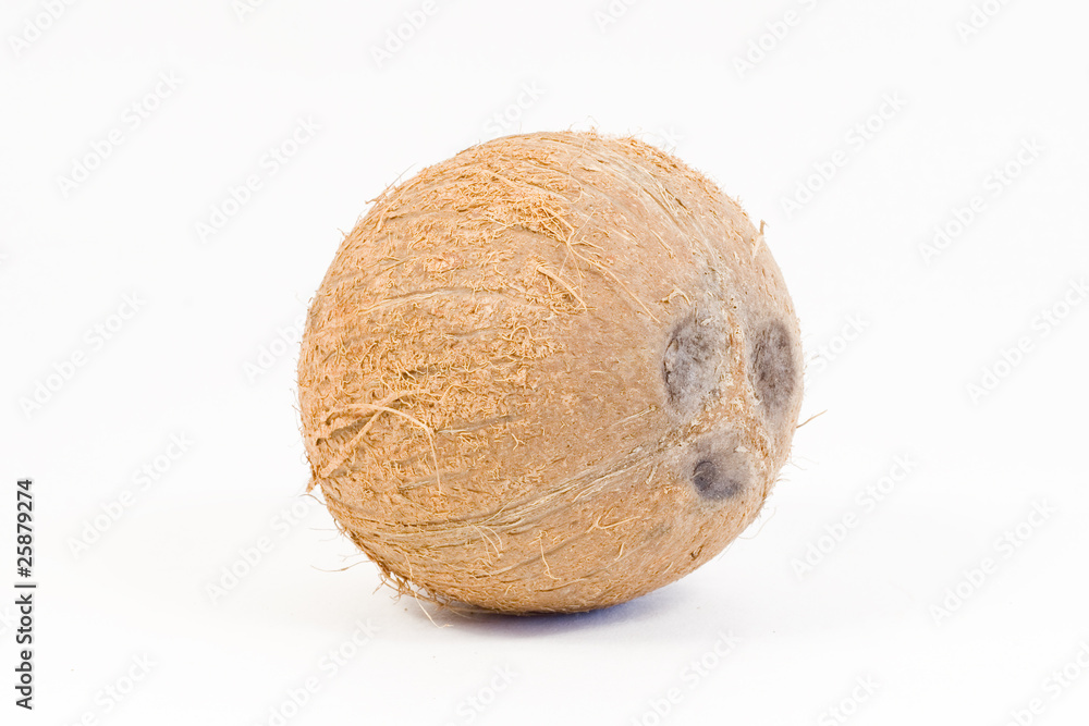 coconut isolated on white coconut isolated on white