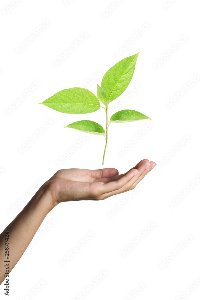 green plant in woman hands isolated on white green plant in woman hands isolated on white