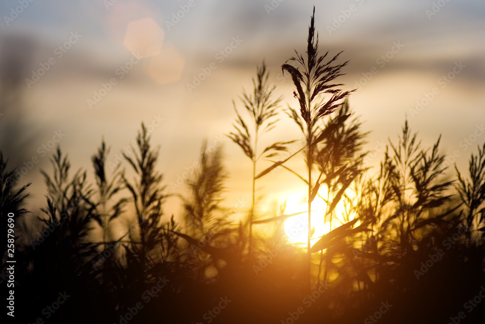 Fototapeta premium sunset over sedge