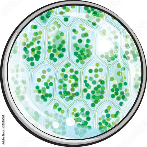 Chlorophyll. Plant Cells under the Microscope