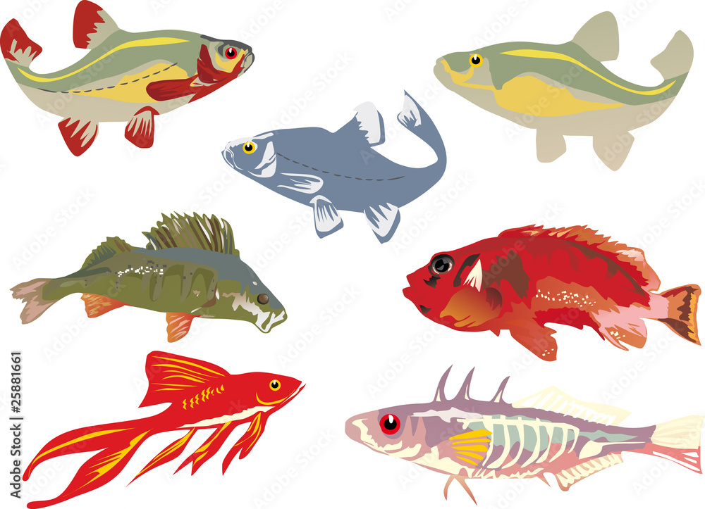 seven color fishes collection seven color fishes collection