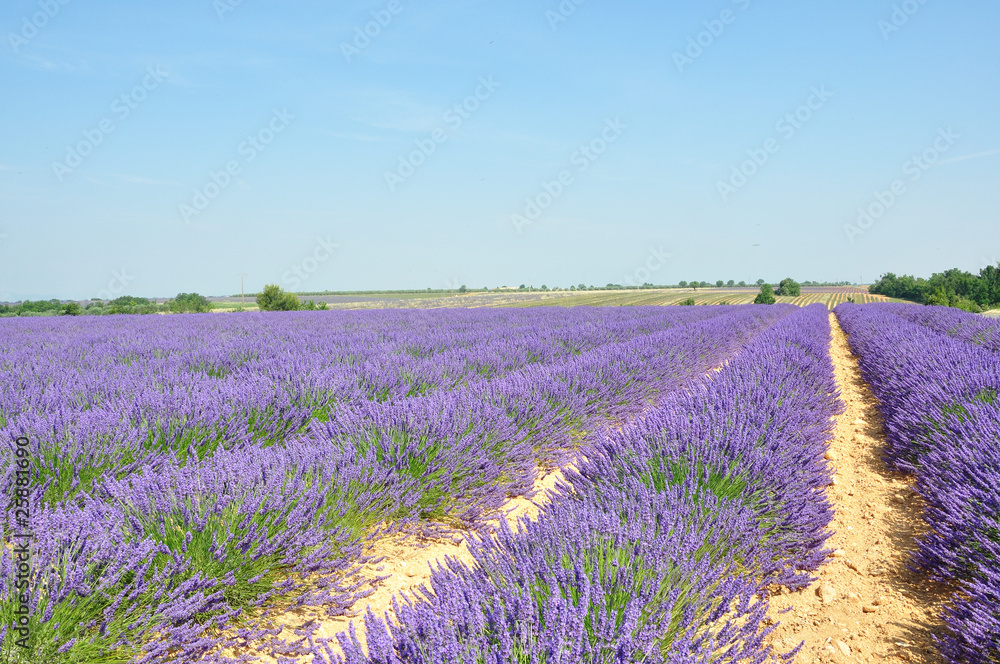 Naklejka premium lavandes 29
