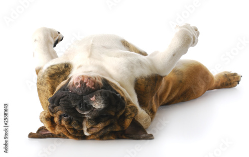 dog upside down