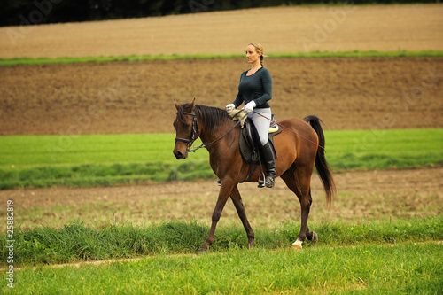 Pferd im Schritt