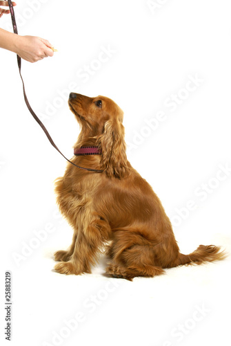 Dog Training
