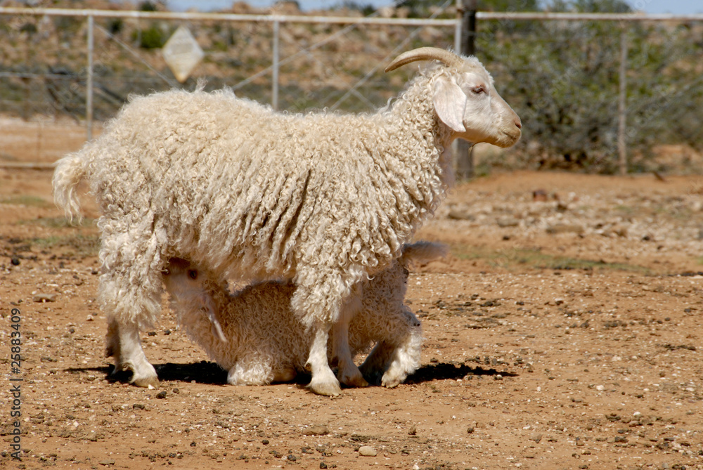 Fototapeta premium Mother and kid Angora goats