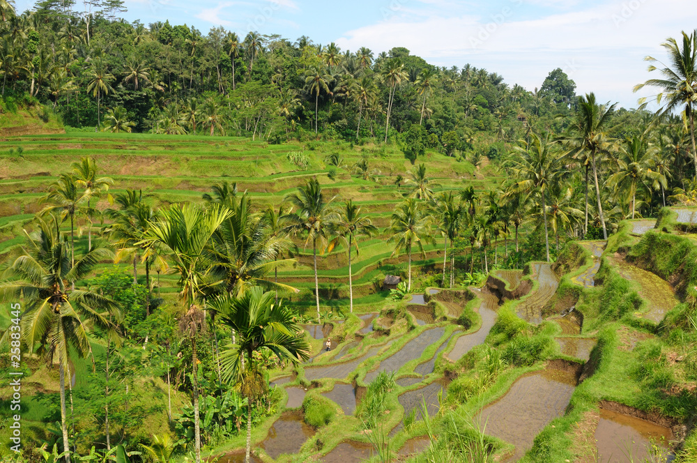Green rice terraces in Bali