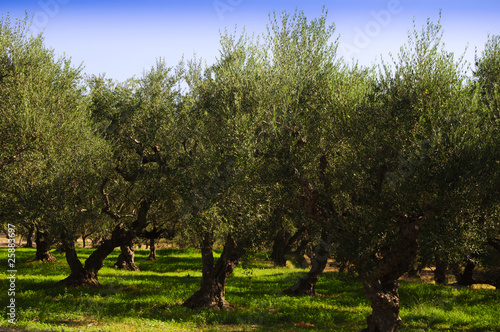 Oliv tree