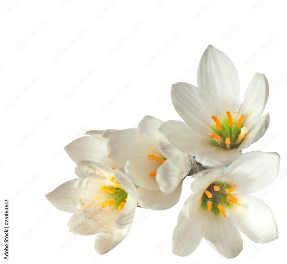 Fototapeta premium lilies isolated on a white background. zephyranthes candida