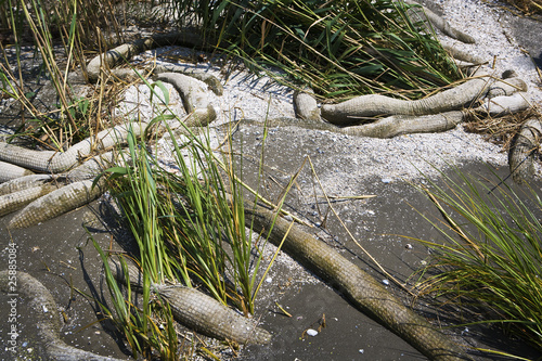 Beached Oil Boom, Gulf Coast