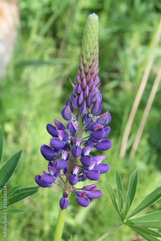 Purple lupine