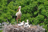 stork's babies