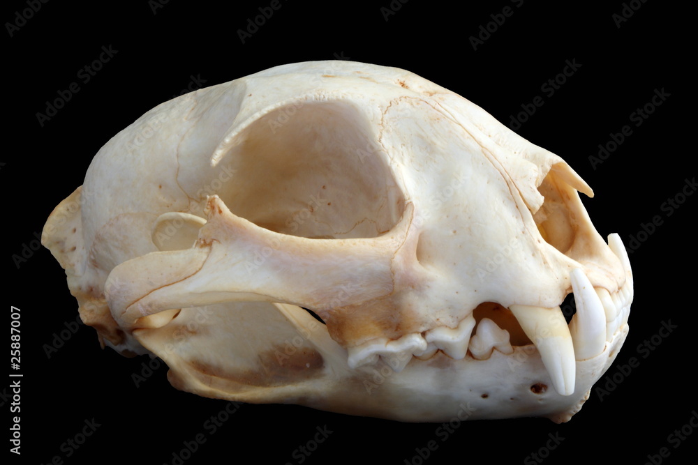 Naklejka premium Isolated Eurasian lynx (Lynx lynx) skull on a black background