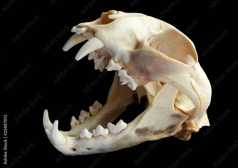 Naklejka premium Isolated Eurasian lynx (Lynx lynx) skull on a black background