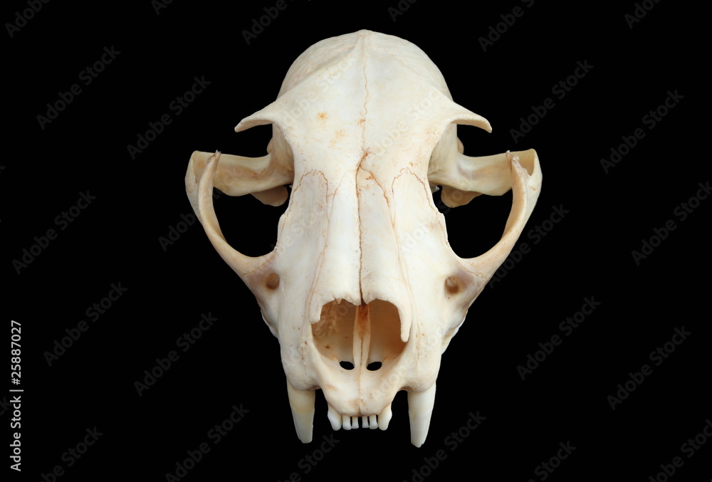 Naklejka premium Isolated Eurasian lynx (Lynx lynx) skull on a black background