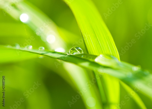 a drop of dew on blades of grass