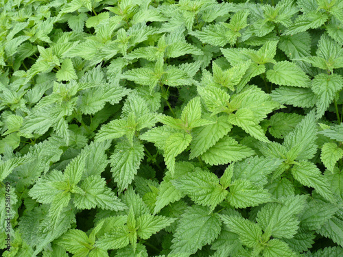 Stinging nettles - urticaceae