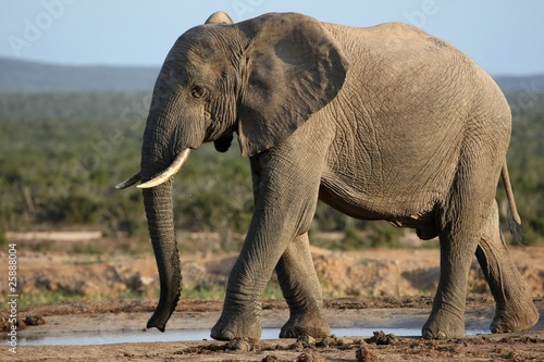 African Elephant at Waterhole