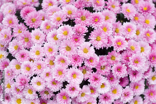 Flower background