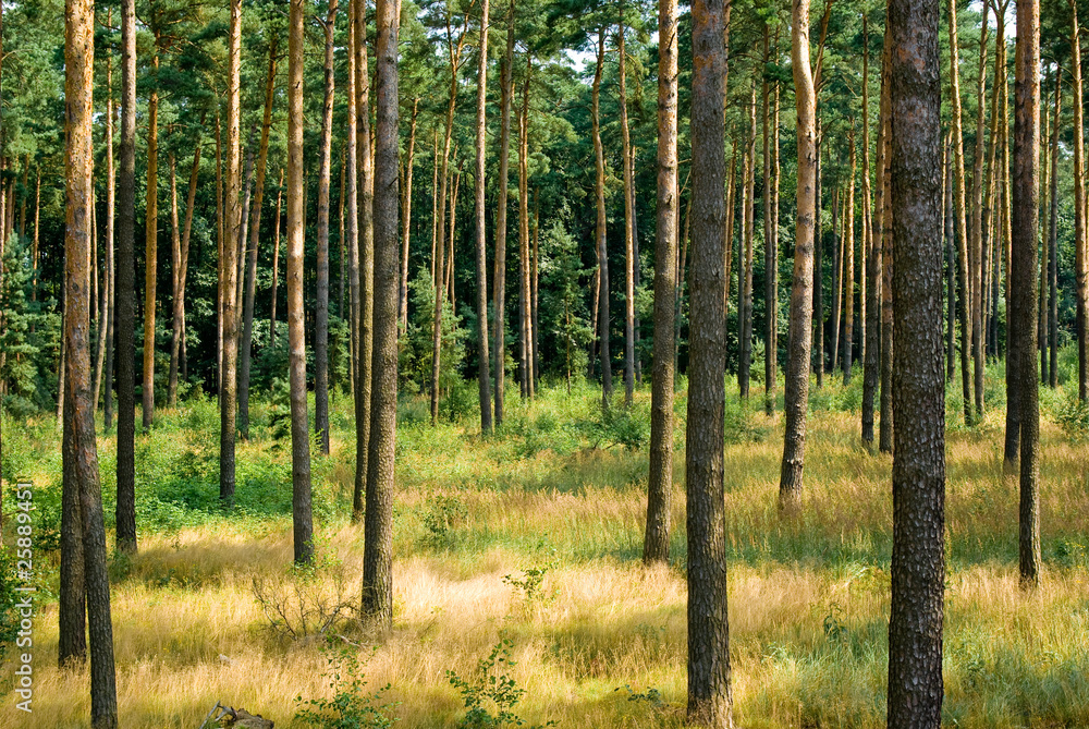 forest forest