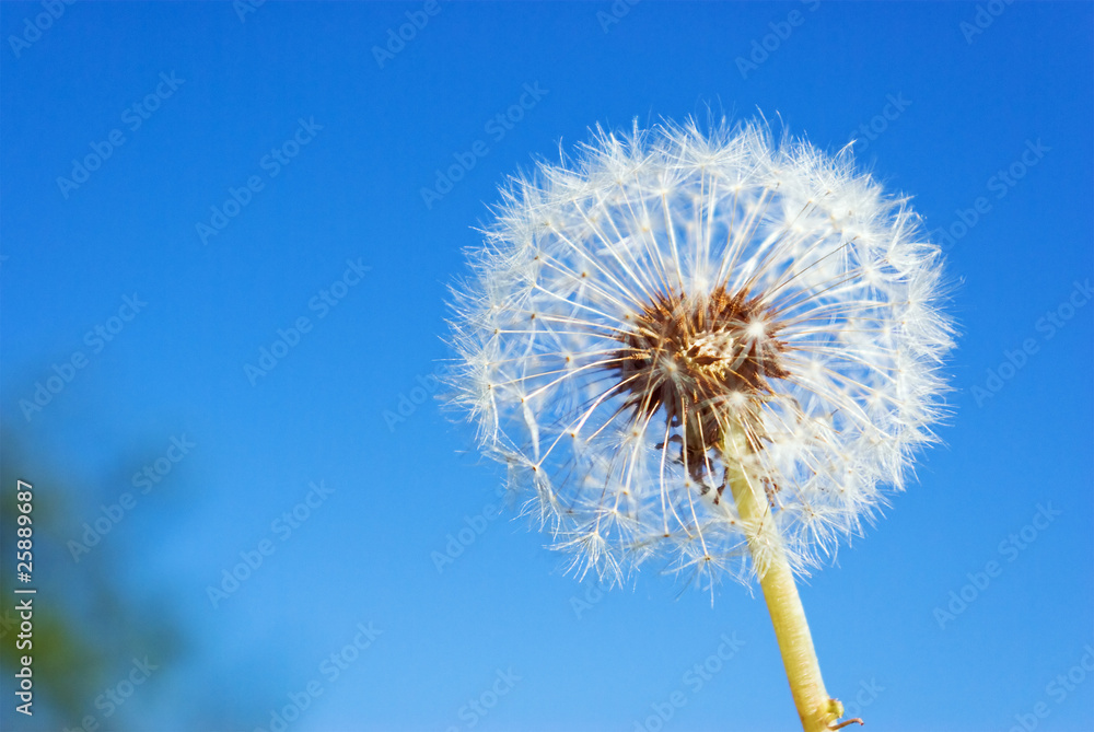 dandelion