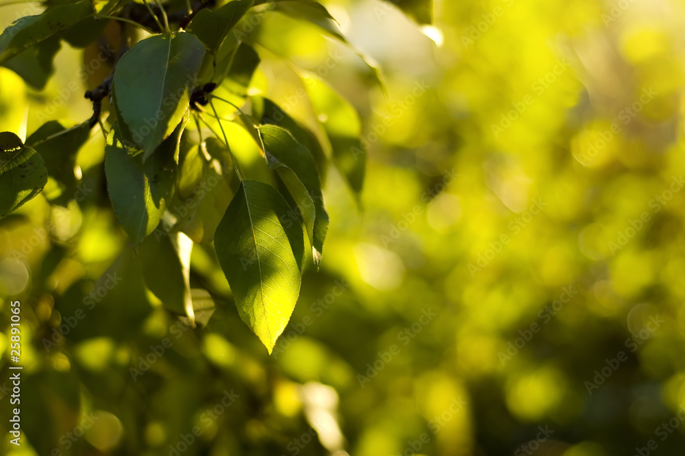 Obraz premium summer foliage