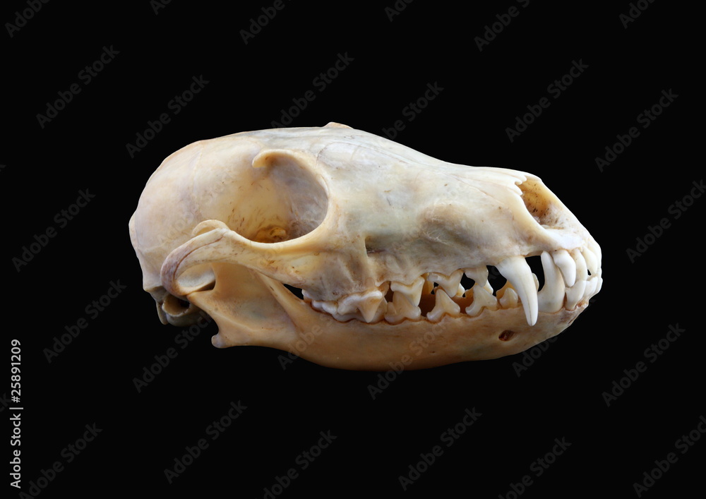 Naklejka premium Isolated red fox (Vulpes vulpes) skull on a black background