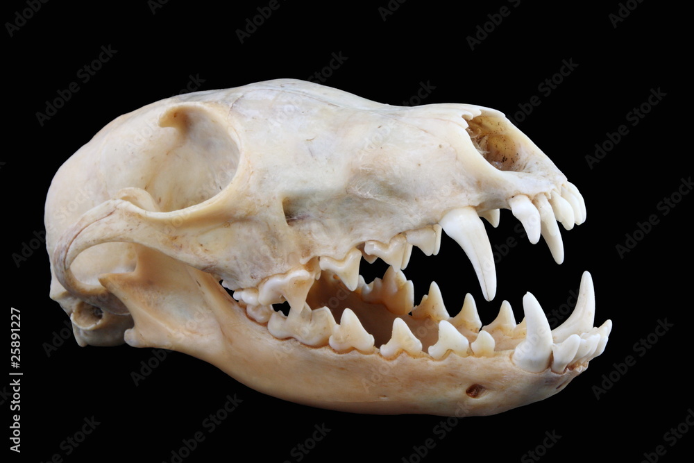 Isolated Red Fox Vulpes Vulpes Skull On A Black Background Stock Photo Adobe Stock Isolated Red Fox Vulpes Vulpes Skull On A Black Background Stock Photo Adobe Stock
